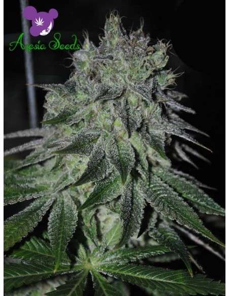 Anesia Seeds - Fast Caramelic - 1