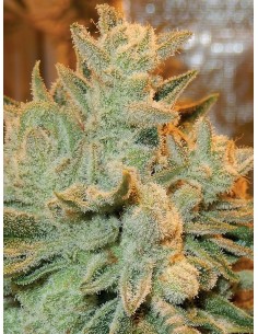 Anesia Seeds - Auto Betty - 1