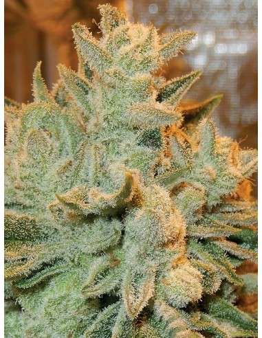 Anesia Seeds - Auto Betty - 1