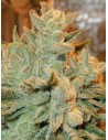 Anesia Seeds - Auto Betty - 1