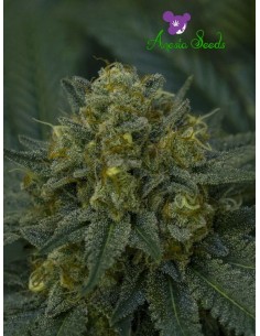 Anesia Seeds - Auto Blackberry Moonrocks - 1