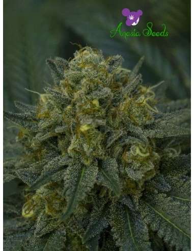 Anesia Seeds - Auto Blackberry Moonrocks - 1
