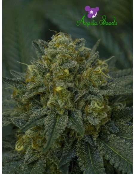 Anesia Seeds - Auto Blackberry Moonrocks - 1
