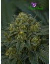 Anesia Seeds - Auto Blackberry Moonrocks - 1