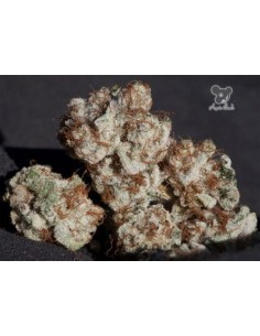 Anesia Seeds - Iceberg - 1