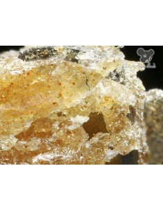 Anesia Seeds - Iceberg - 1 2