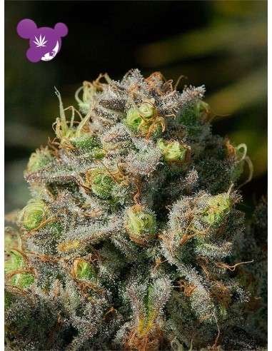 Anesia Seeds - Iceberg - 3
