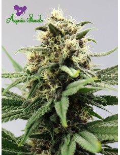 Anesia Seeds - Auto Lemongrass - 1