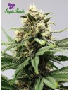 Anesia Seeds - Auto Lemongrass - 1