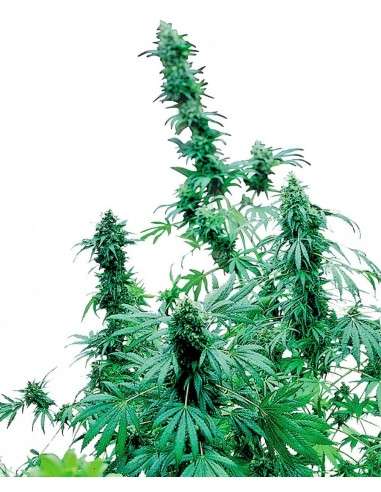 SENSI SEEDS - Early Skunk - 1