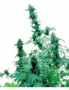 SENSI SEEDS - Early Skunk - 1