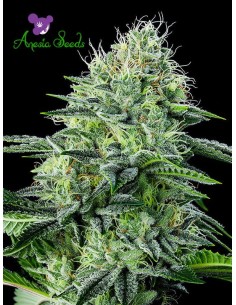 Anesia Seeds - Auto Strawberry Banana - 1
