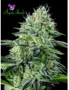 Anesia Seeds - Auto Strawberry Banana - 1