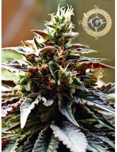 Anesia Seeds - Congo Landraces - 1