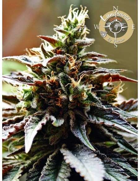 Anesia Seeds - Congo Landraces - 1