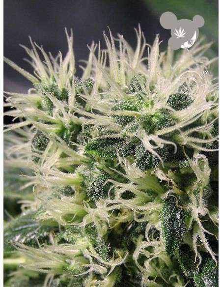 Anesia Seeds - Copacobana Landraces - 1