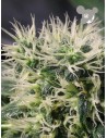 Anesia Seeds - Copacobana Landraces - 1