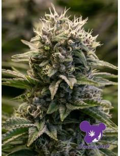 Anesia Seeds - Fat Monkey Auto - 1