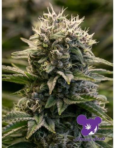 Anesia Seeds - Fat Monkey Auto - 1