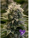 Anesia Seeds - Fat Monkey Auto - 1