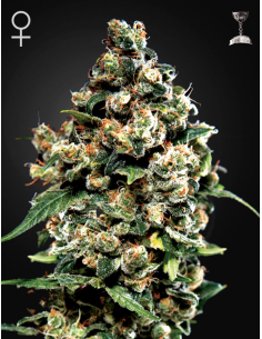 Green House Seeds - Jack Herer - 1
