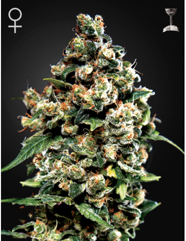 Green House Seeds - Jack Herer - 1