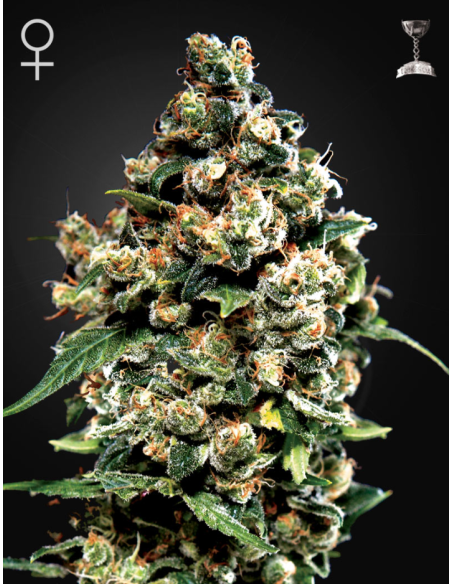 Green House Seeds - Jack Herer - 1