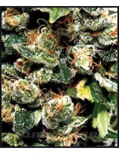Green House Seeds - Jack Herer - 1 2