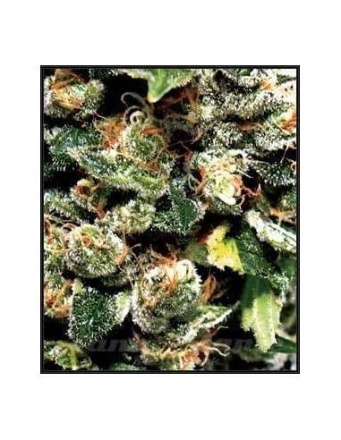 Green House Seeds - Jack Herer - 2