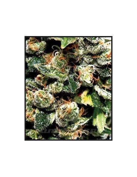Green House Seeds - Jack Herer - 2