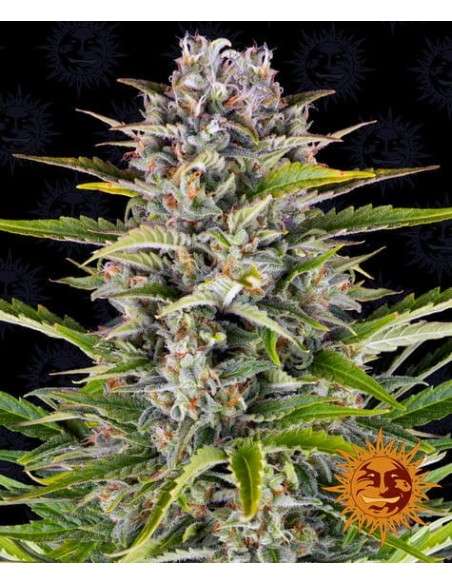 Barney's Farm - Gorilla Zkittlez Auto - 1