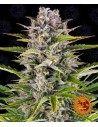 Barney's Farm - Gorilla Zkittlez Auto - 1