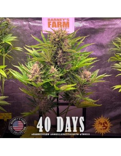 Barney's Farm - Gorilla Zkittlez Auto - 1 2