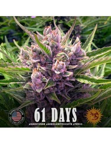 Barney's Farm - Gorilla Zkittlez Auto - 3