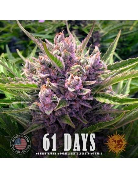 Barney's Farm - Gorilla Zkittlez Auto - 3