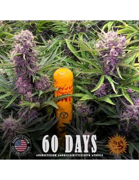 Barney's Farm - Gorilla Zkittlez Auto - 4