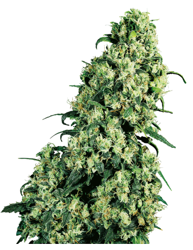 SENSI SEEDS - Skunk 1 - 1