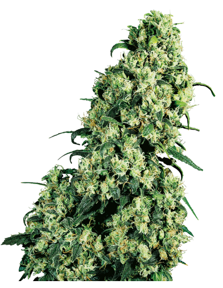 SENSI SEEDS - Skunk 1 - 1