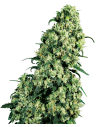 SENSI SEEDS - Skunk 1 - 1