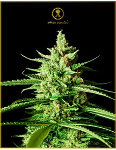 Anaconda Seeds - AK-01 - 1