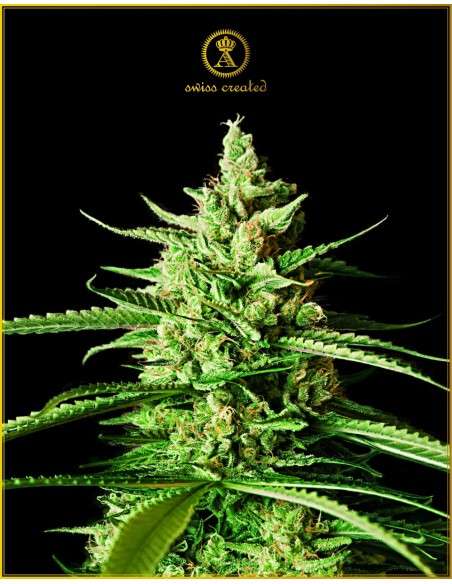 Anaconda Seeds - AK-01 - 1