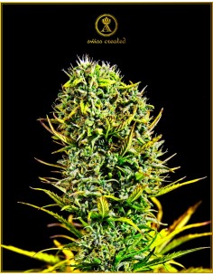 Anaconda Seeds - Amnesia Haze - 1