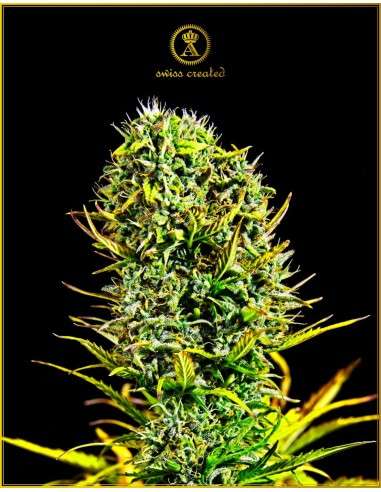 Anaconda Seeds - Amnesia Haze - 1