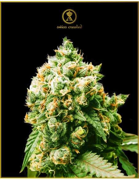 Anaconda Seeds - Anaconda - 1