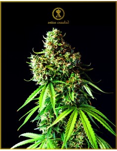 Anaconda Seeds - Big Bubble - 1