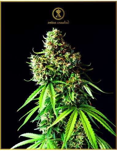 Anaconda Seeds - Big Bubble - 1