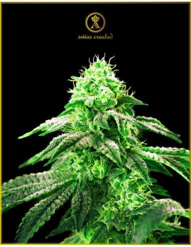 Anaconda Seeds - Hypnotic - 1