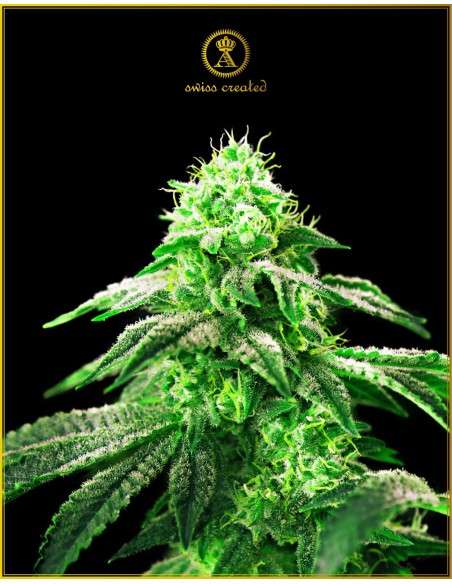 Anaconda Seeds - Hypnotic - 1