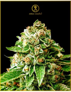 Anaconda Seeds - OG Kush - 1