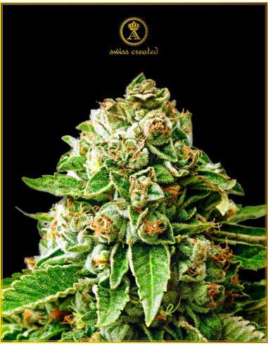 Anaconda Seeds - OG Kush - 1
